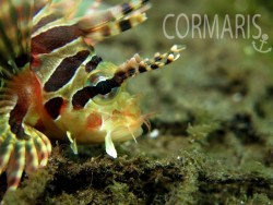 Lion Fish. Foto: cku