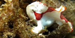 Frog Fish, etwa einen Zentimeter groß. Foto: cku