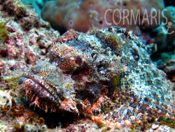 Scorpionfish. Foto: cku