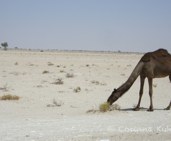 Ein Kamel, ein Kamel. Foto: cku