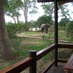 Im Lugenda Wildernes Camp in Mosambik steht auch schon mal eine Elefant im Vorgarten. Foto: ckm