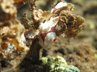 Clown-Frogfish. Foto: cku