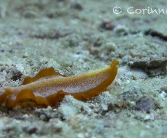 Flatworm. Foto: cku