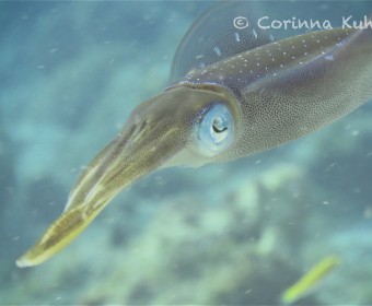 Squid. Foto: cku