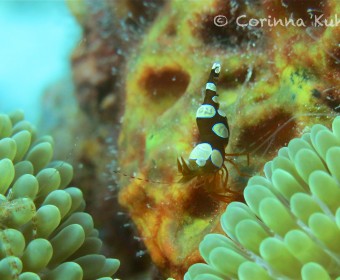 Squat cleaner shrimp. Foto: cku