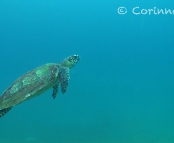 Schildkröte. Foto:cku