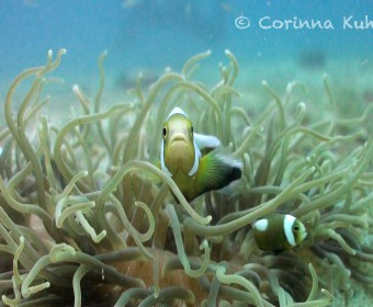 Anemonenfisch, besser bekannt als "Nemo". Foto: cku
