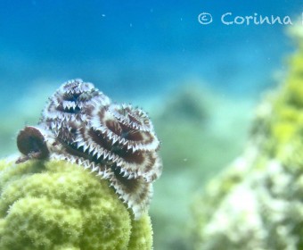 Christmas Tree Worms. Ziehen sich blitzschnell ein, wenn man vorbeitaucht. Das Konzept hat David Cameron übrigens in "Aviator" adaptiert. Foto: cku