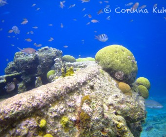 Tug Boat, Mini-Wrack in schnorcheltauglicher Tiefe vor Curacao. Foto: cku