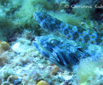 Lizard fish. Foto: cku