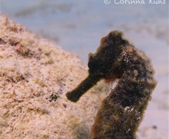 Seahorse. Foto: cku