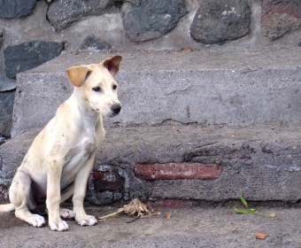 Man reiche mir einen Welpen und schalte damit den Verstand aus. Foto: cku