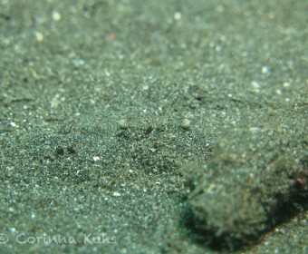 Ein gutes Versteck ist alles: Eingebuddelter Krebs im Sand. Foto: cku