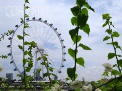 Singapore Flyer. Foto: cku