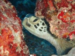 Schildkröten gibt es an Steve's Bombe in rauen Mengen. Foto: privat