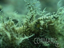 Sieht zottelig aus und wird selten gesichtet: Lacy Scorpionfish (Rhinopias aphanes). Foto: cku