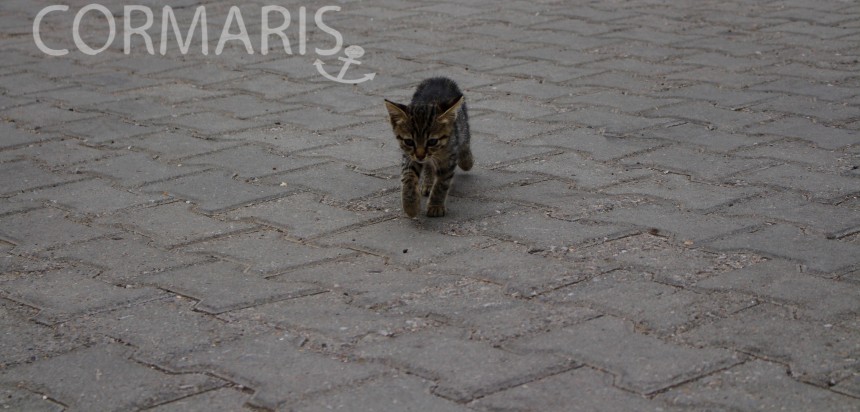 Katzenbabys. Ernsthaft. Foto: cku