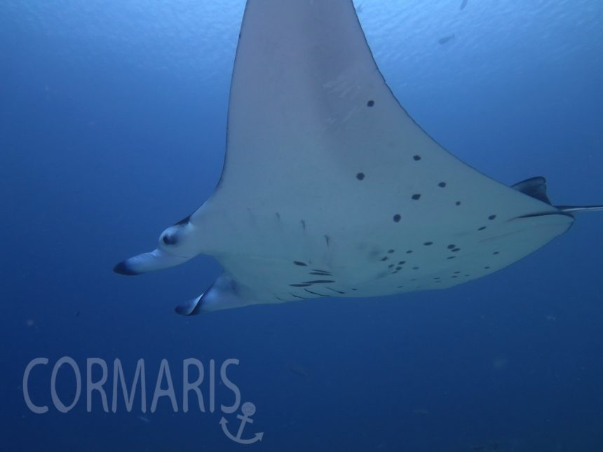 Der Bauch der Mantas ist so etwas wie ihr Nummernschild: Hier unterscheiden sich die Tiere. Foto: cku