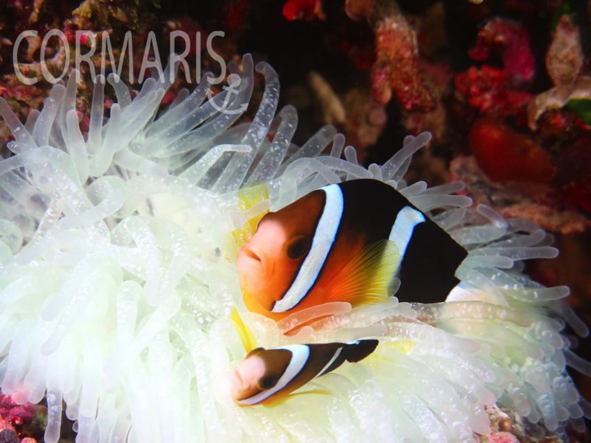 Die frechsten Riffbewohner: Anemonenfische. Foto: cku