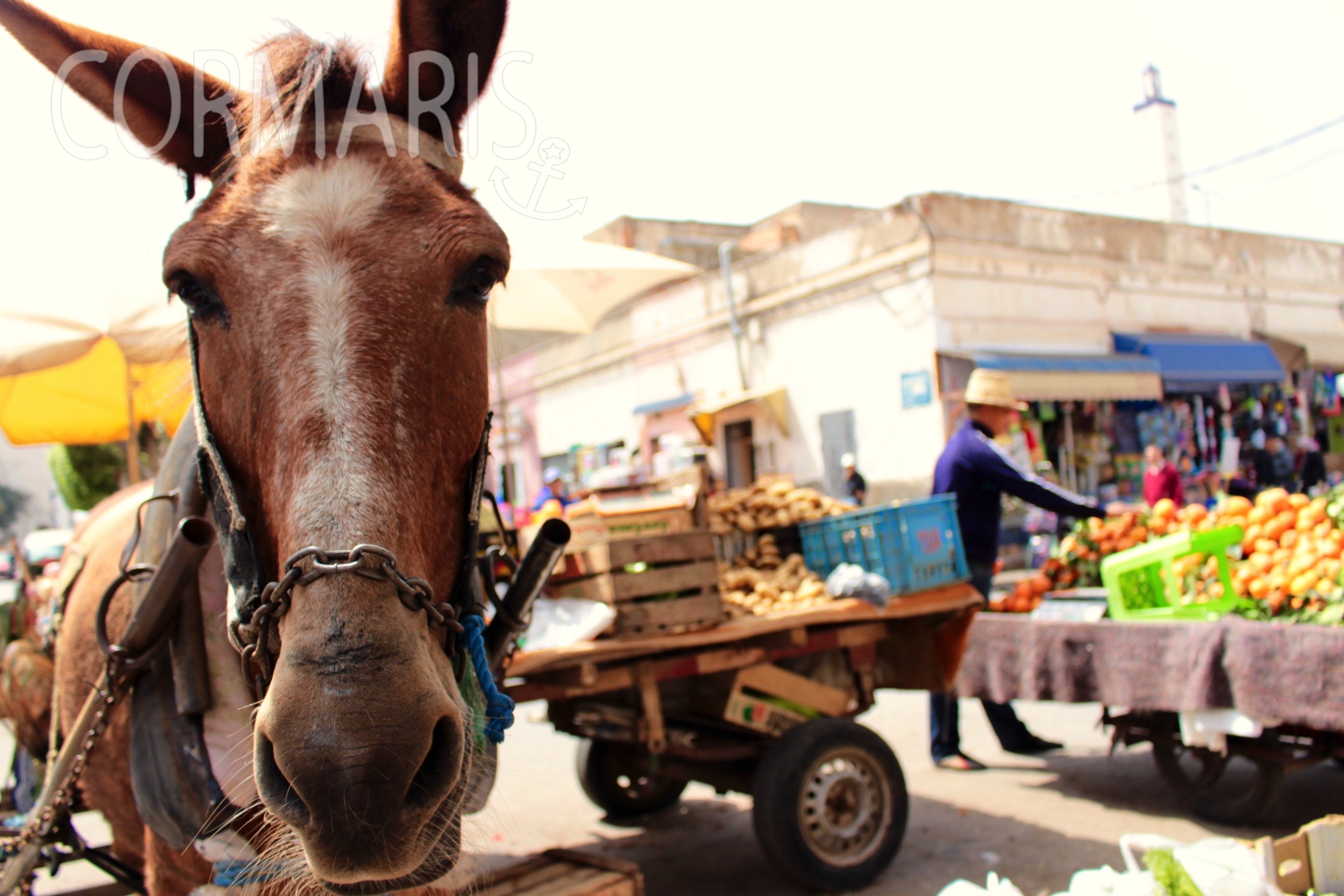 Ein Pferd zieht die Karre eines Obst- und Gemüsehändlers durch die Straßen von Nador. Foto: Corinna Kuhs